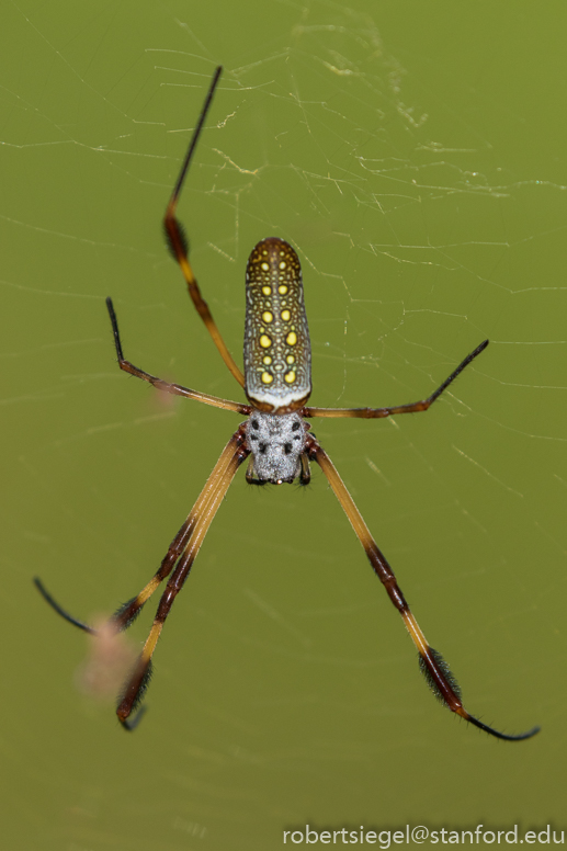 panama